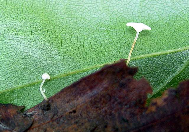 Hemimycena mauretanica    (Maire)   Singer